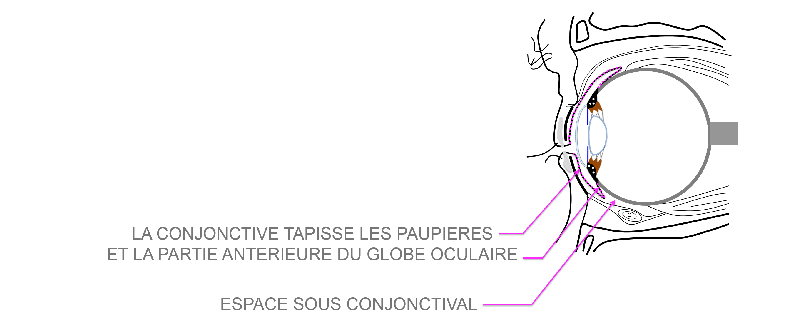 anatomie de la la conjonctive et de l'espace sous conjonctival