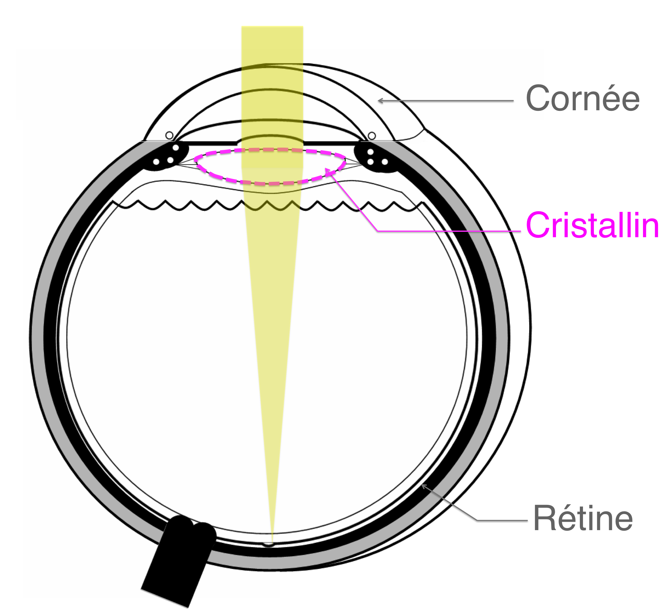 convergence des rayons lumineux au centre de la rétine sous l'effet du cristallin