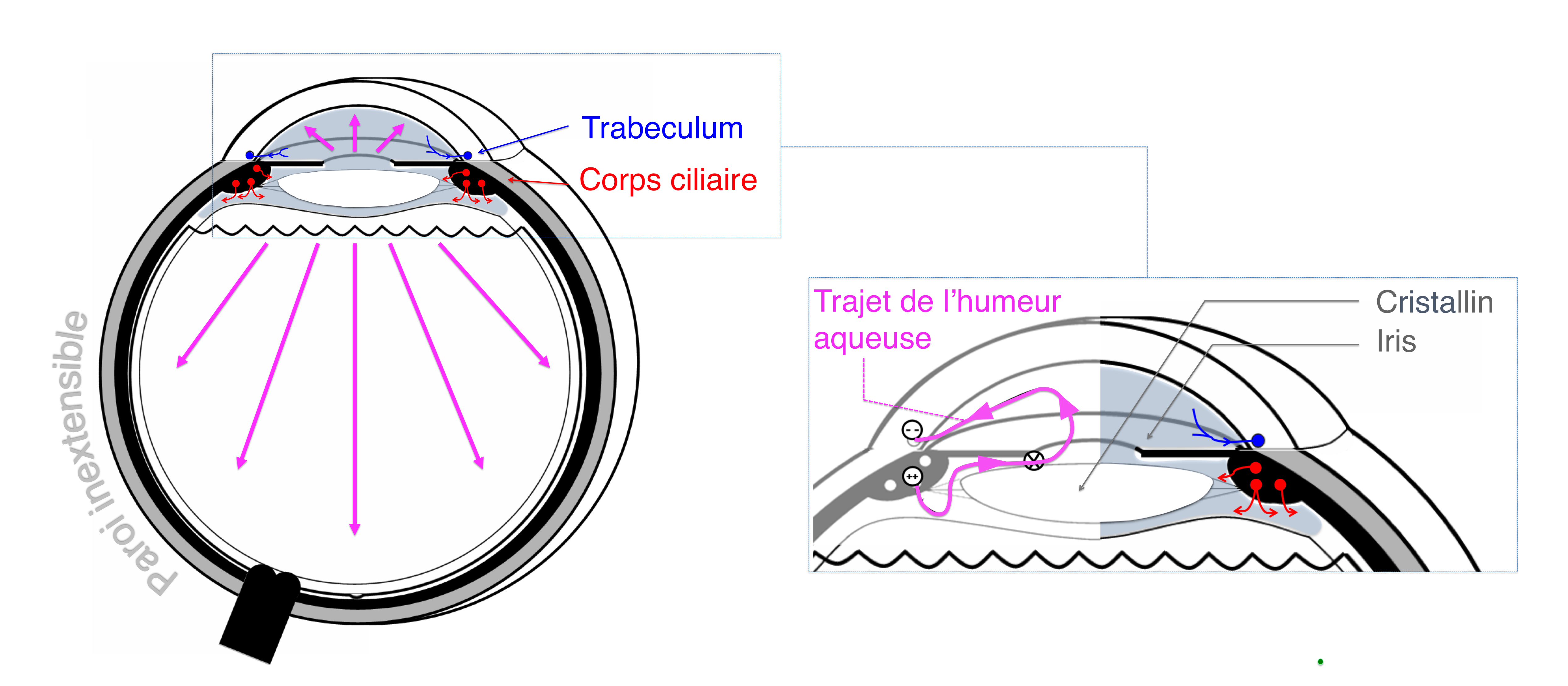 le trajet de l'humeur aqueuse : sécrétée par le corps ciliaire et résorbée par le trabeculum au niveau de l'angle irido cornéen