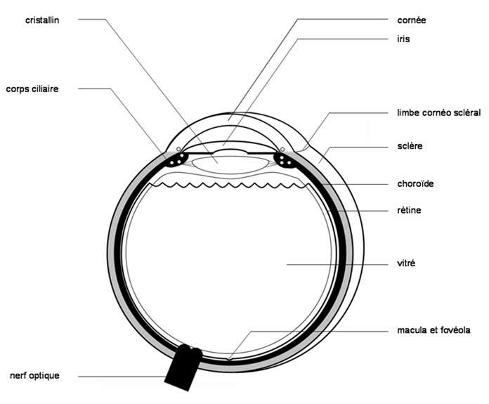 coupe anatomique de l'oeil