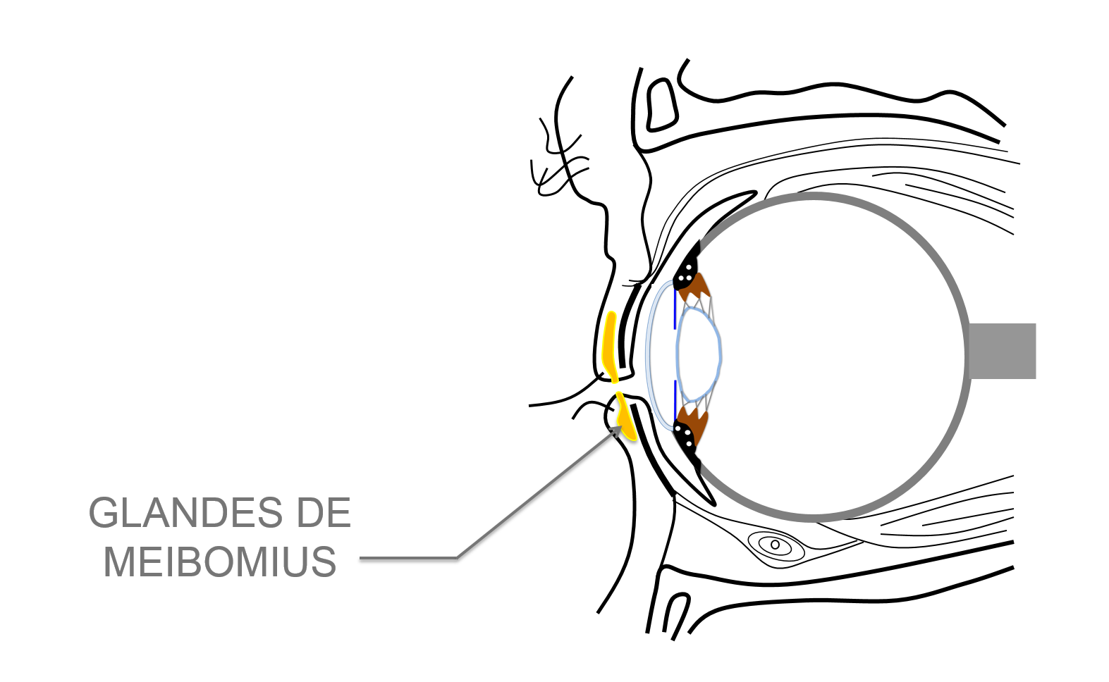 anatomie des paupières et localisation des glandes de Meibomius