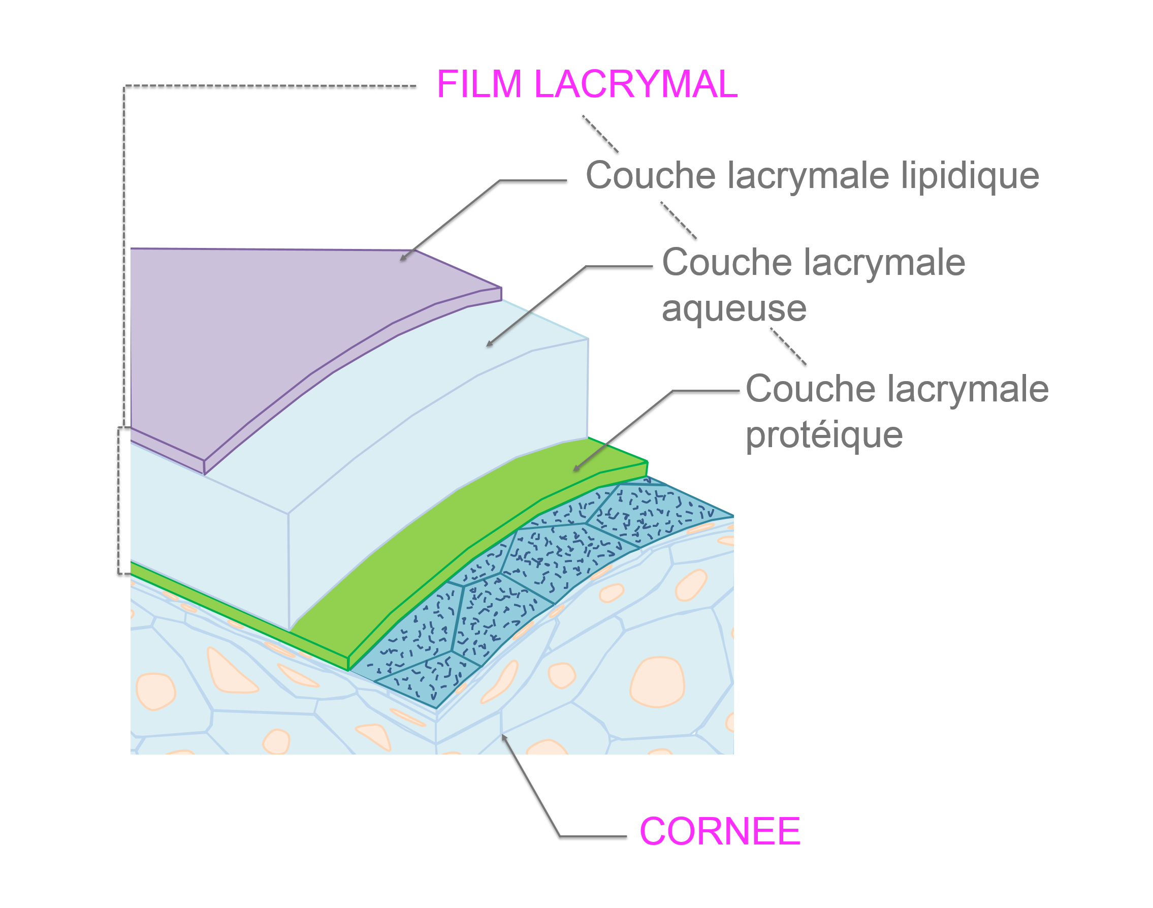 anatomie du film lacrymal