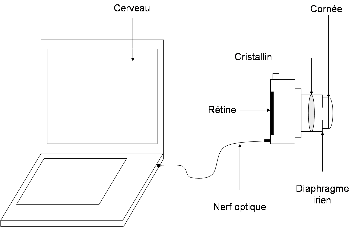 Analogie entre le fonctionnement du système visuel et celui d'un appareil photo numérique