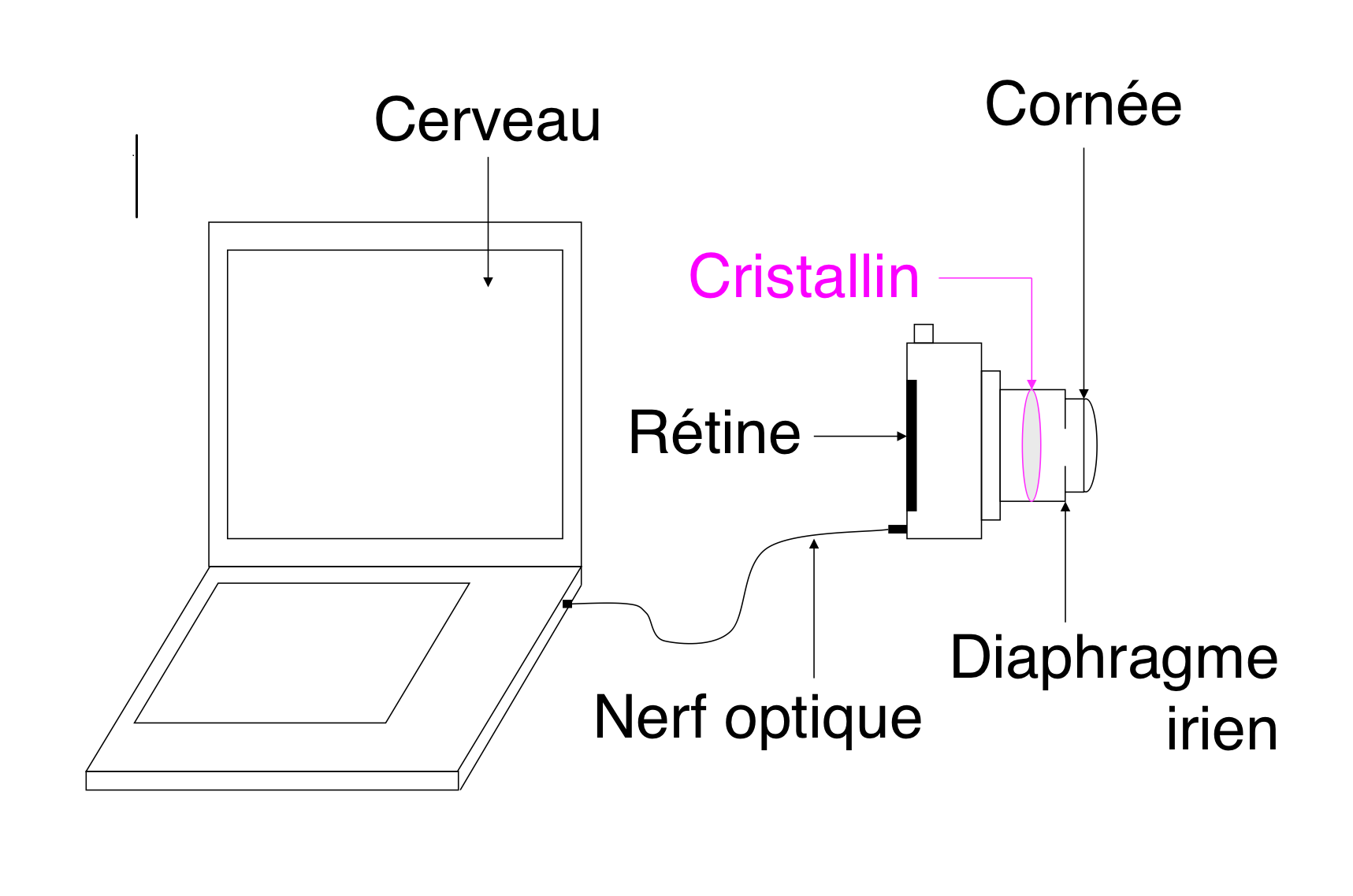 Analogie entre le role du cristallin dans l'oeil et celui de l'objectif d'un appareil photographique