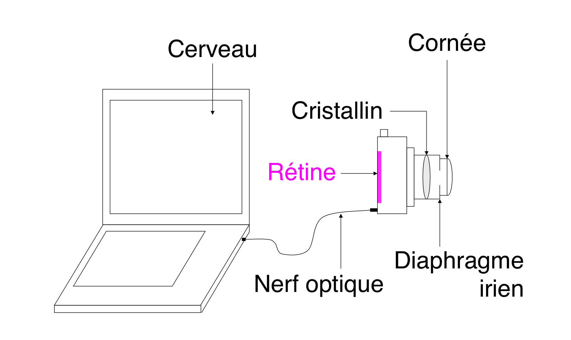 Analogie entre le role de la rétine dans l'oeil et celui du capteur photosensible d'un appareil photographique