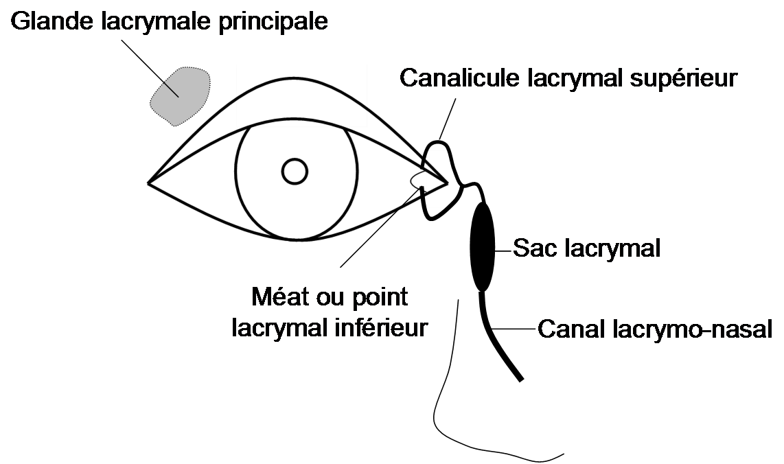 L'appareil lacrymal