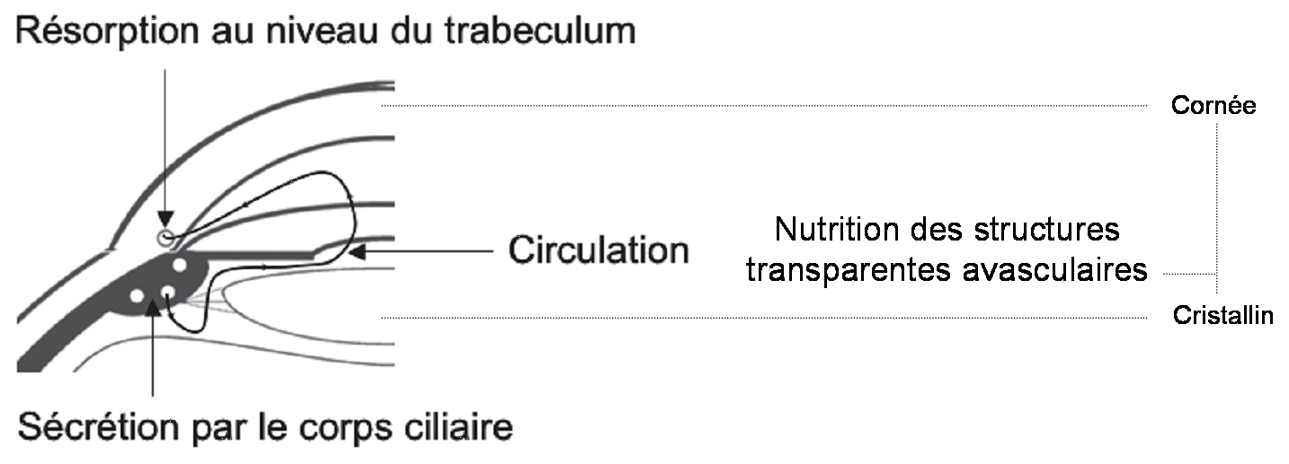 Le circuit de l'humeur aqueuse