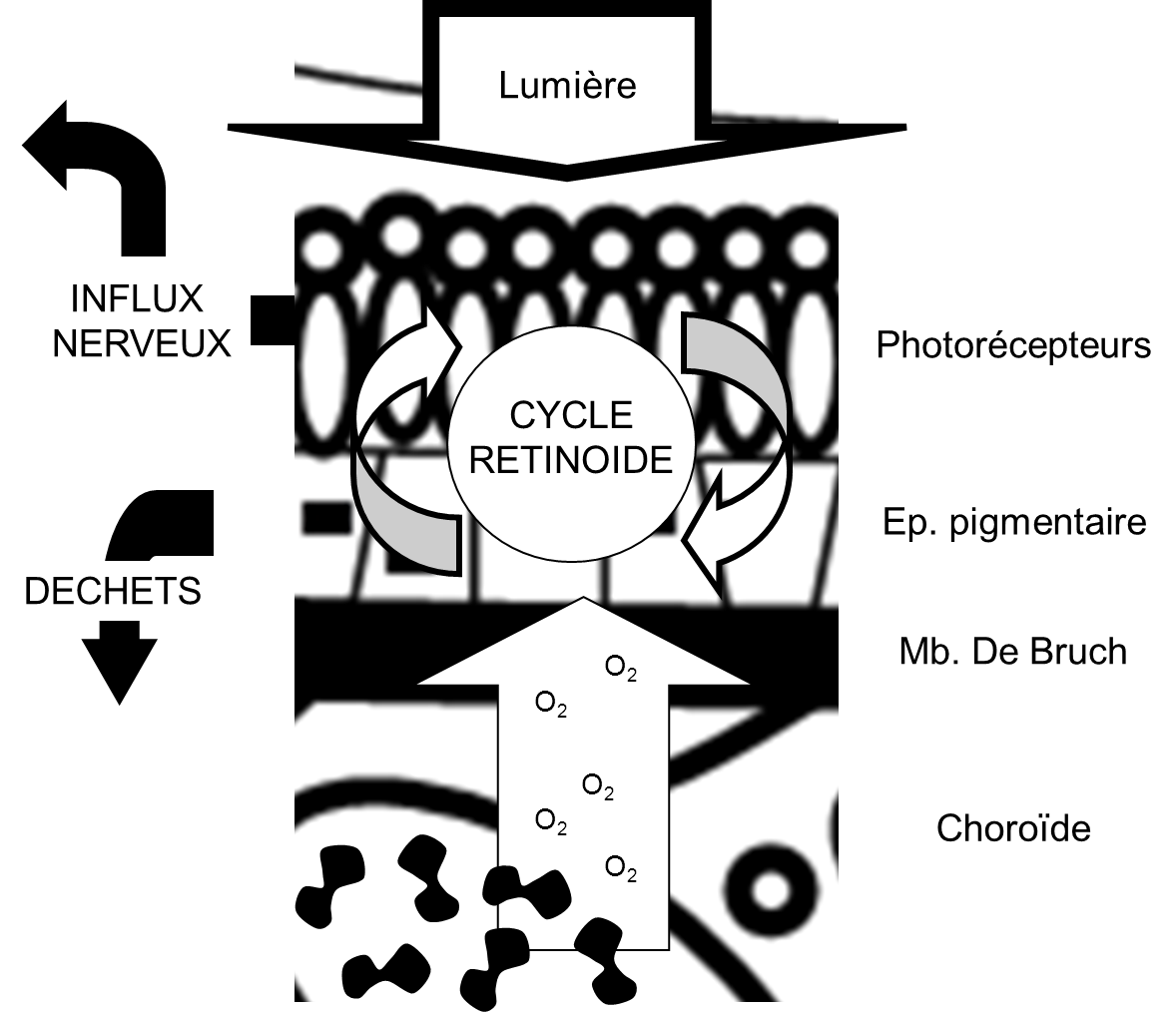 Le cycle rétinoïde