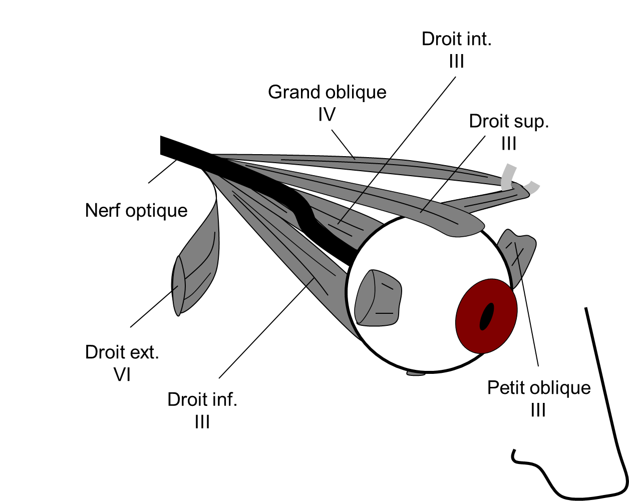 Les muscles oculomoteurs extrinsèques