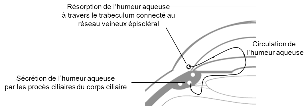 Représentation du circuit de l'humeur aqueuse