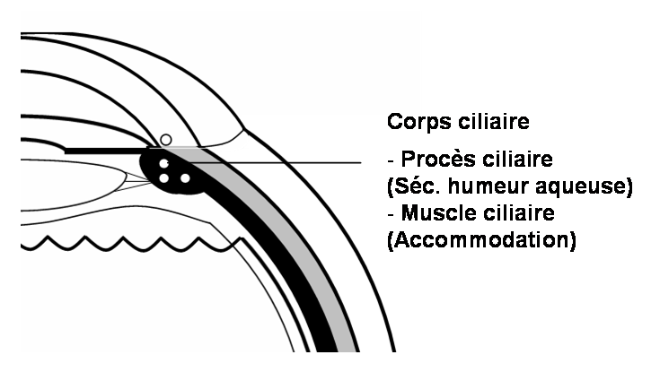 Les procès cilaires et le muscle ciliaire composent le corps ciliaire