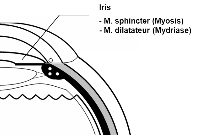 les muscles sphincter et dilatateur de l'iris régulent le diamètre de la pupille