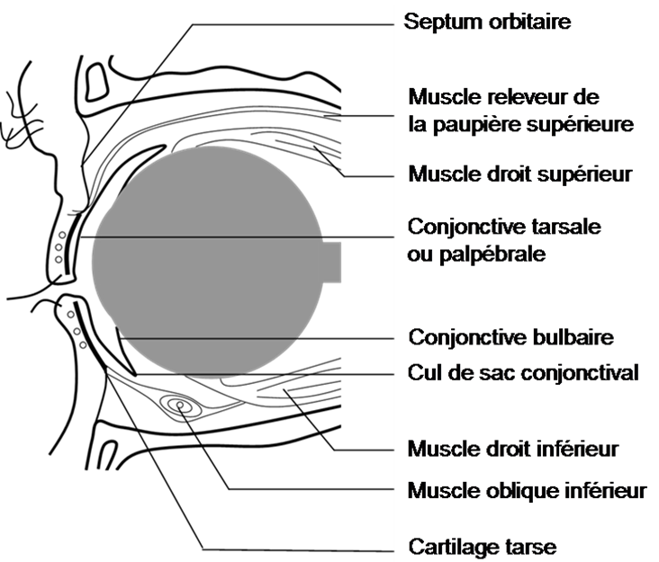 Les paupières - Pôle Vision Val d'Ouest - Centre spécialiste de l ...