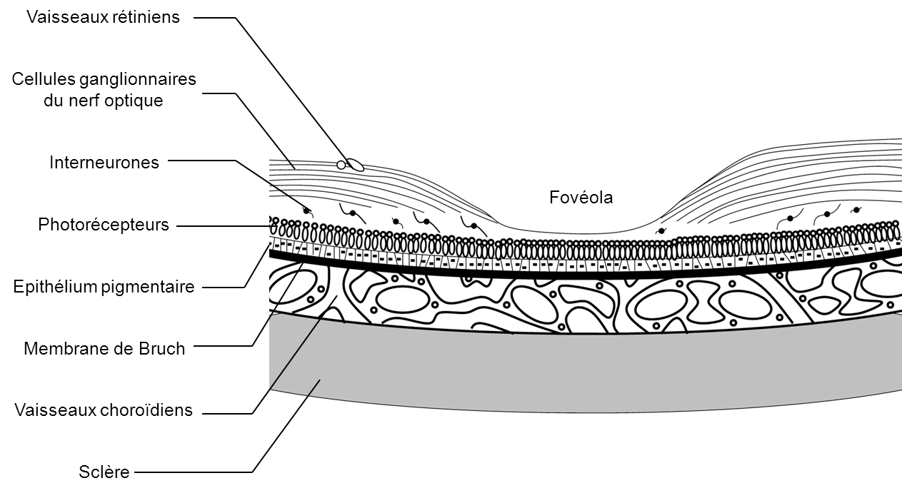Schéma de la rétine