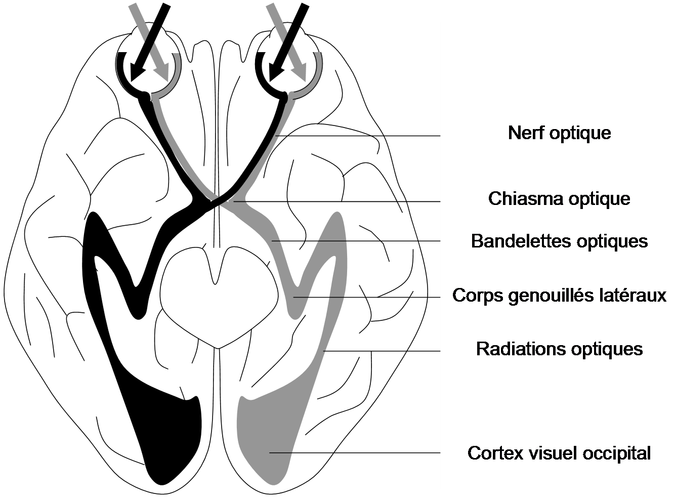 Trajet des influx nerveux au niveau des voies visuelles