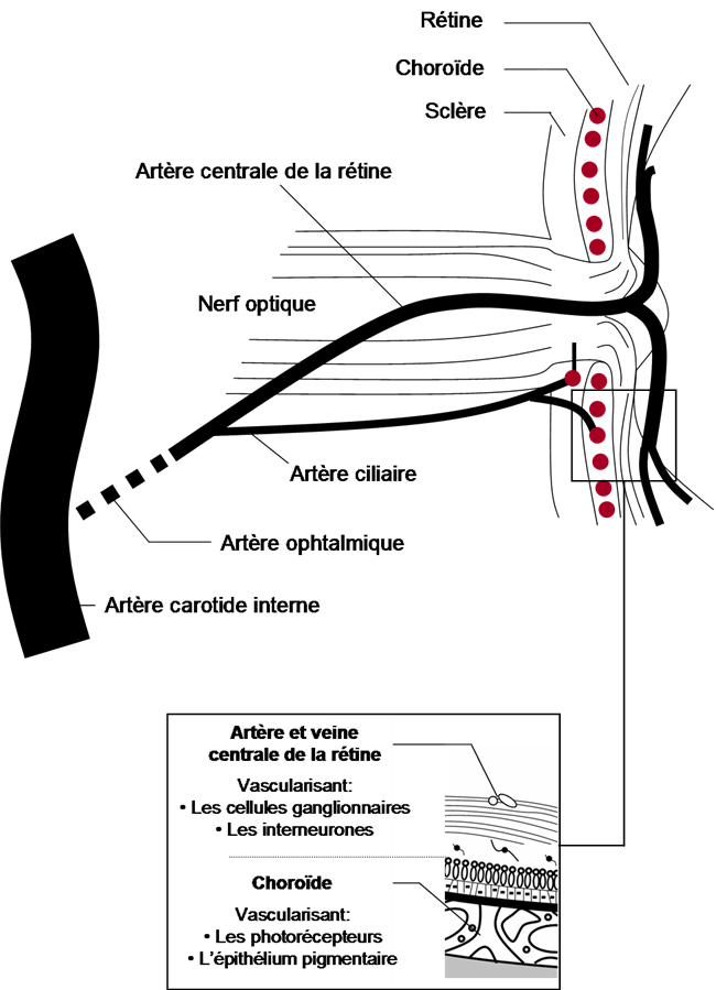 La double vascularisation de la rétine : vascularisation choroïdienne et rétinienne