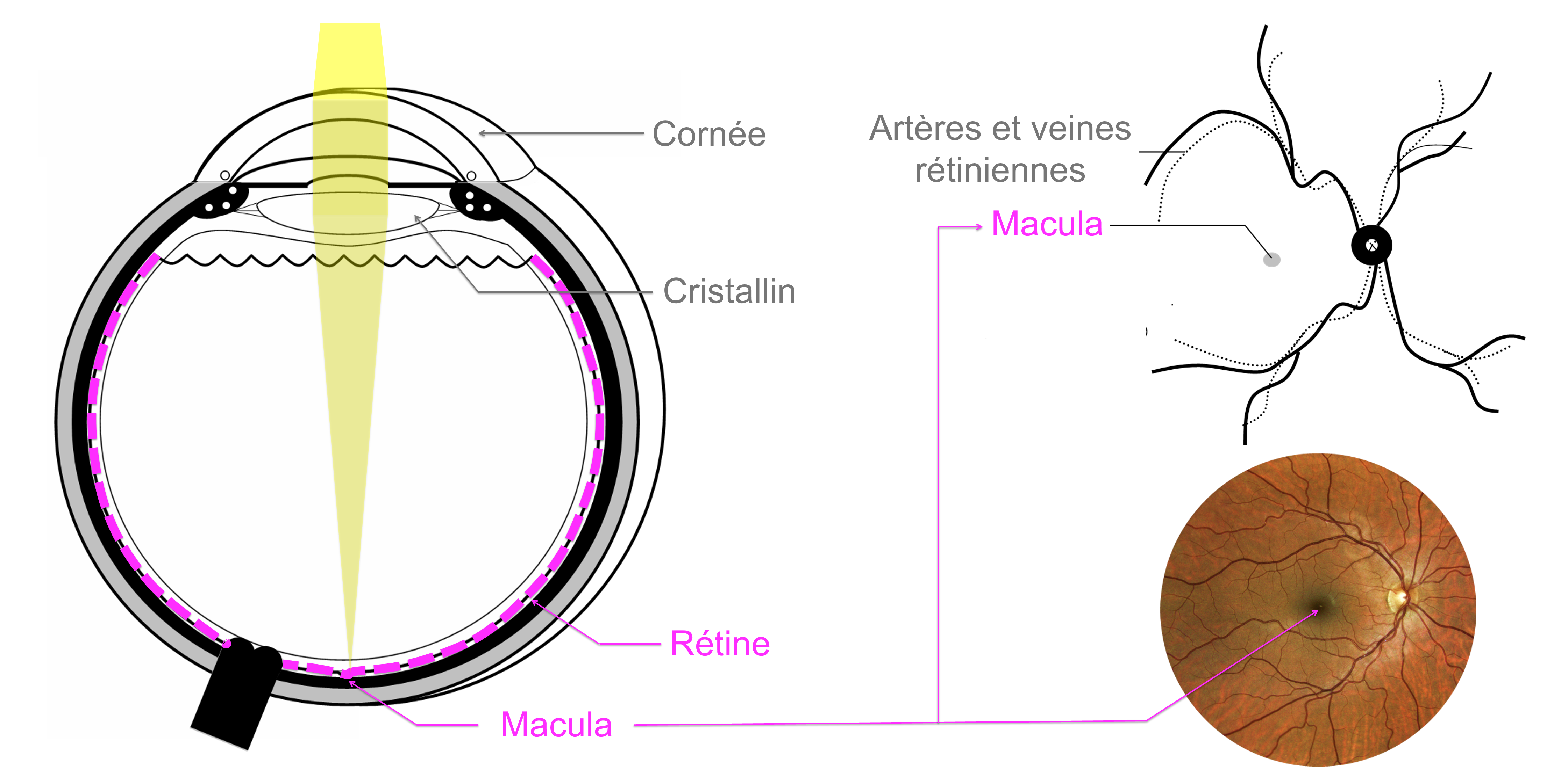 la macula correspond à la zone centrale de la rétine