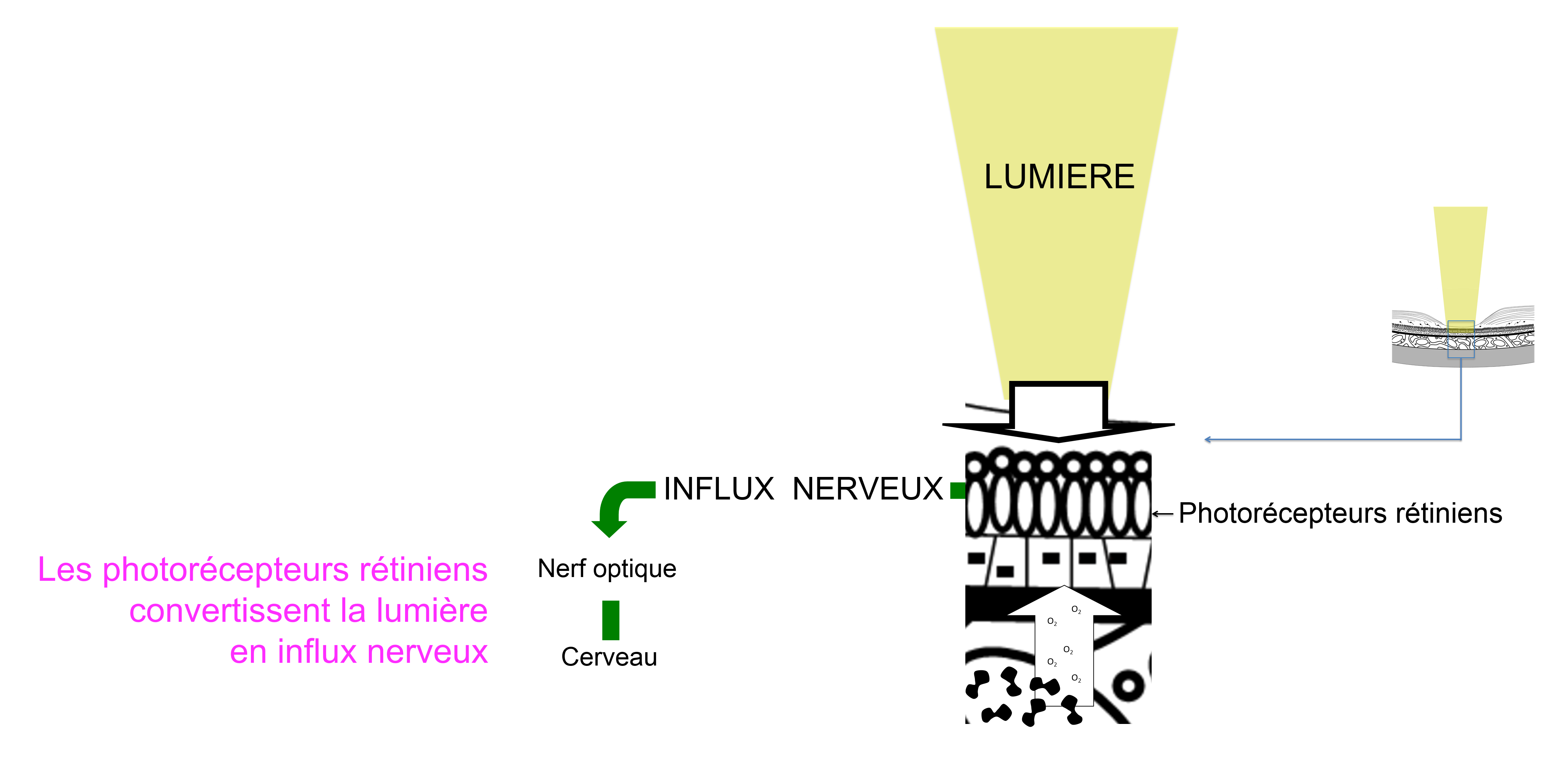 la rétine transforme la lumière en influx nerveux par les photorécepteurs