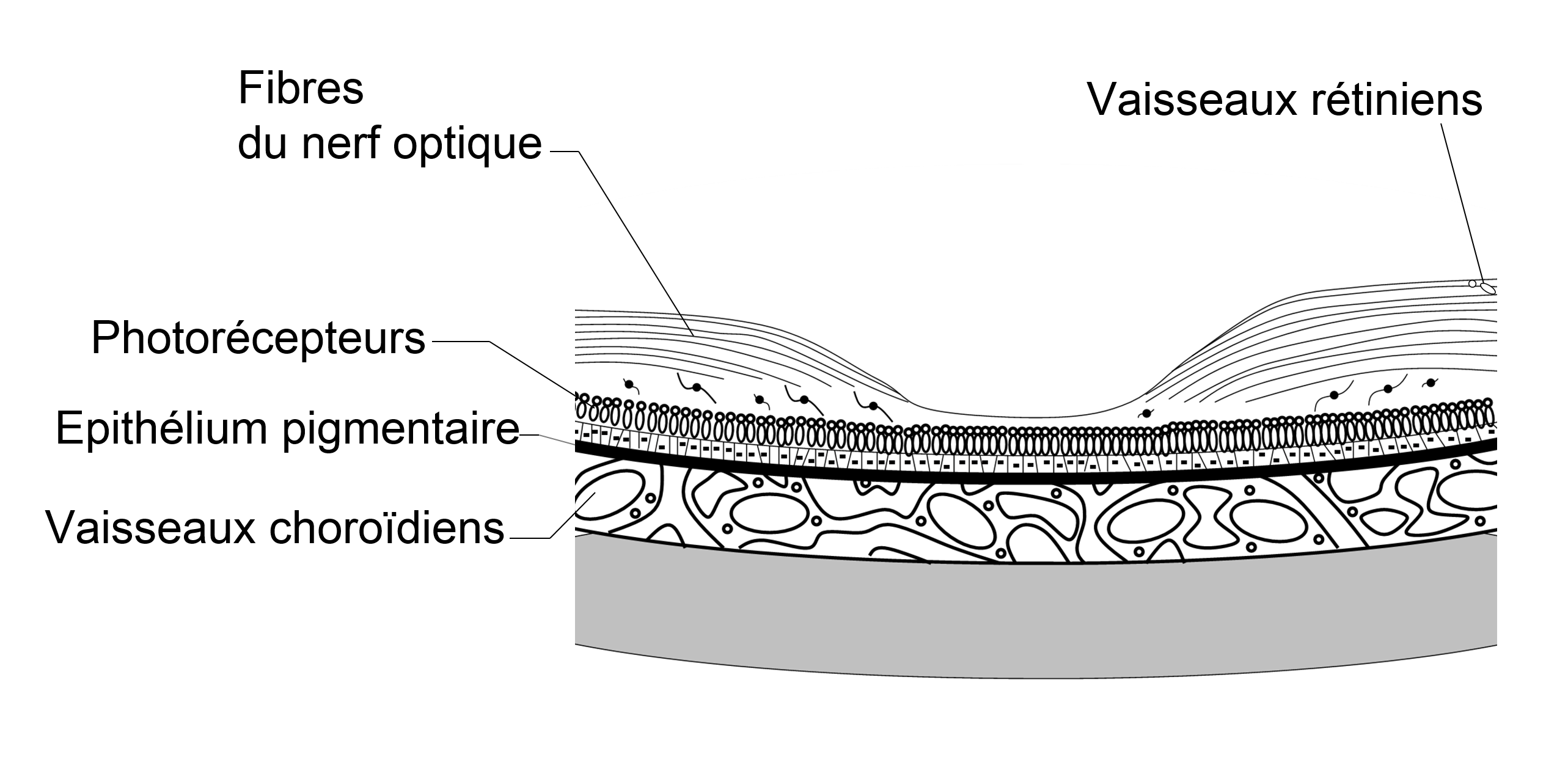 l'épithélium pigmentaire et les couches de la rétine vues en coupe