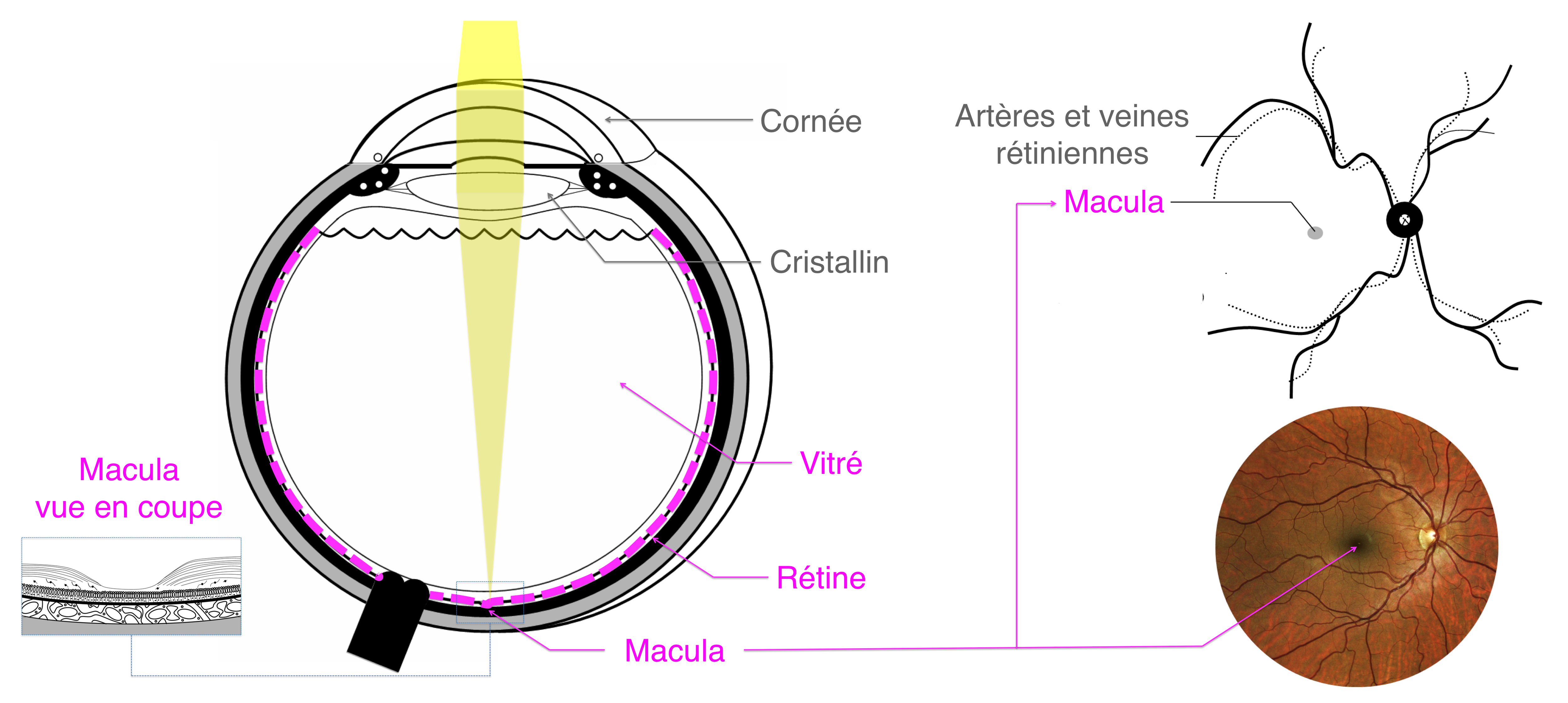 anatomie de la rétine